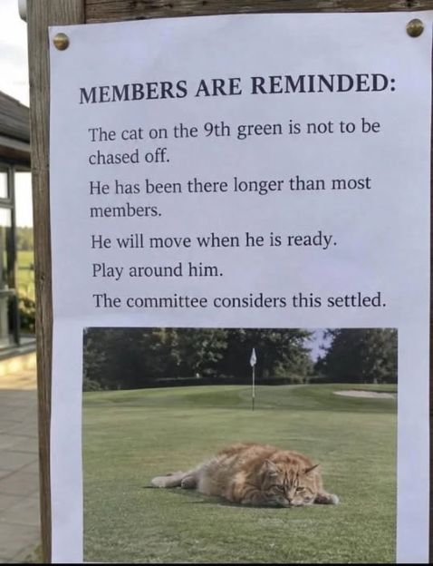 cat golf.jpg